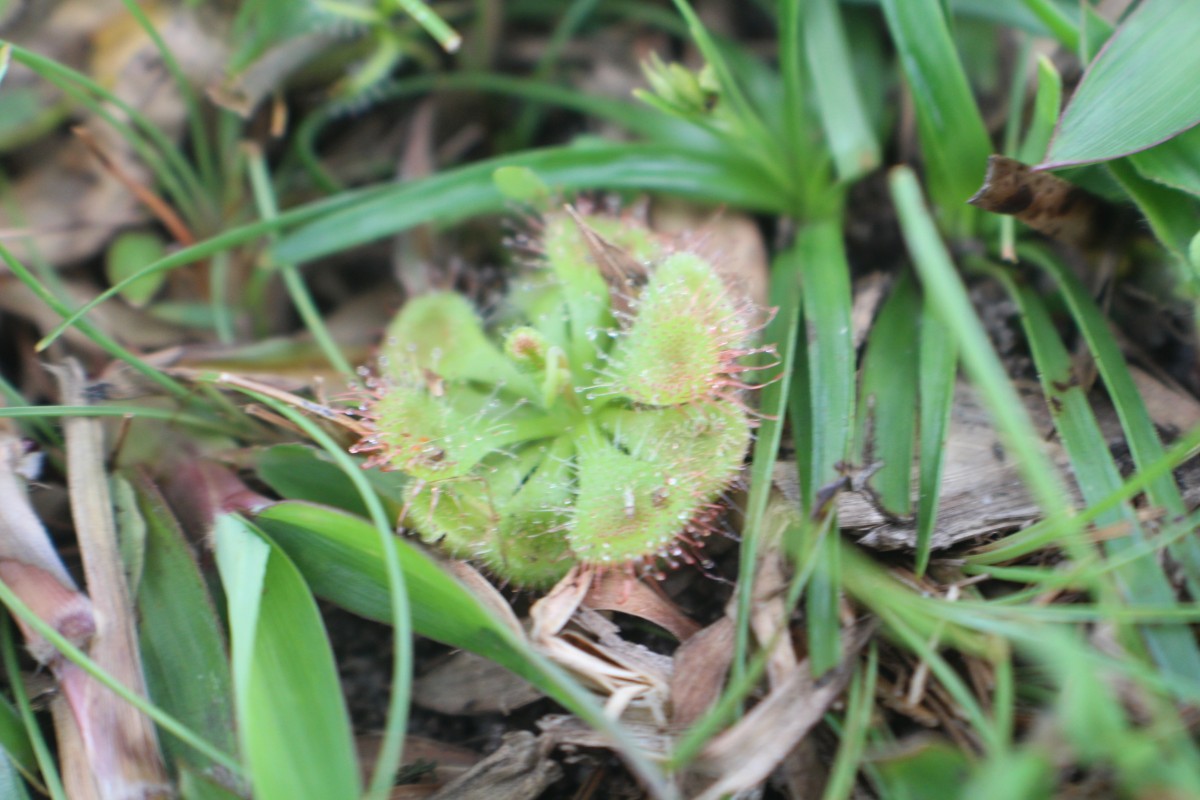 Droseraceae